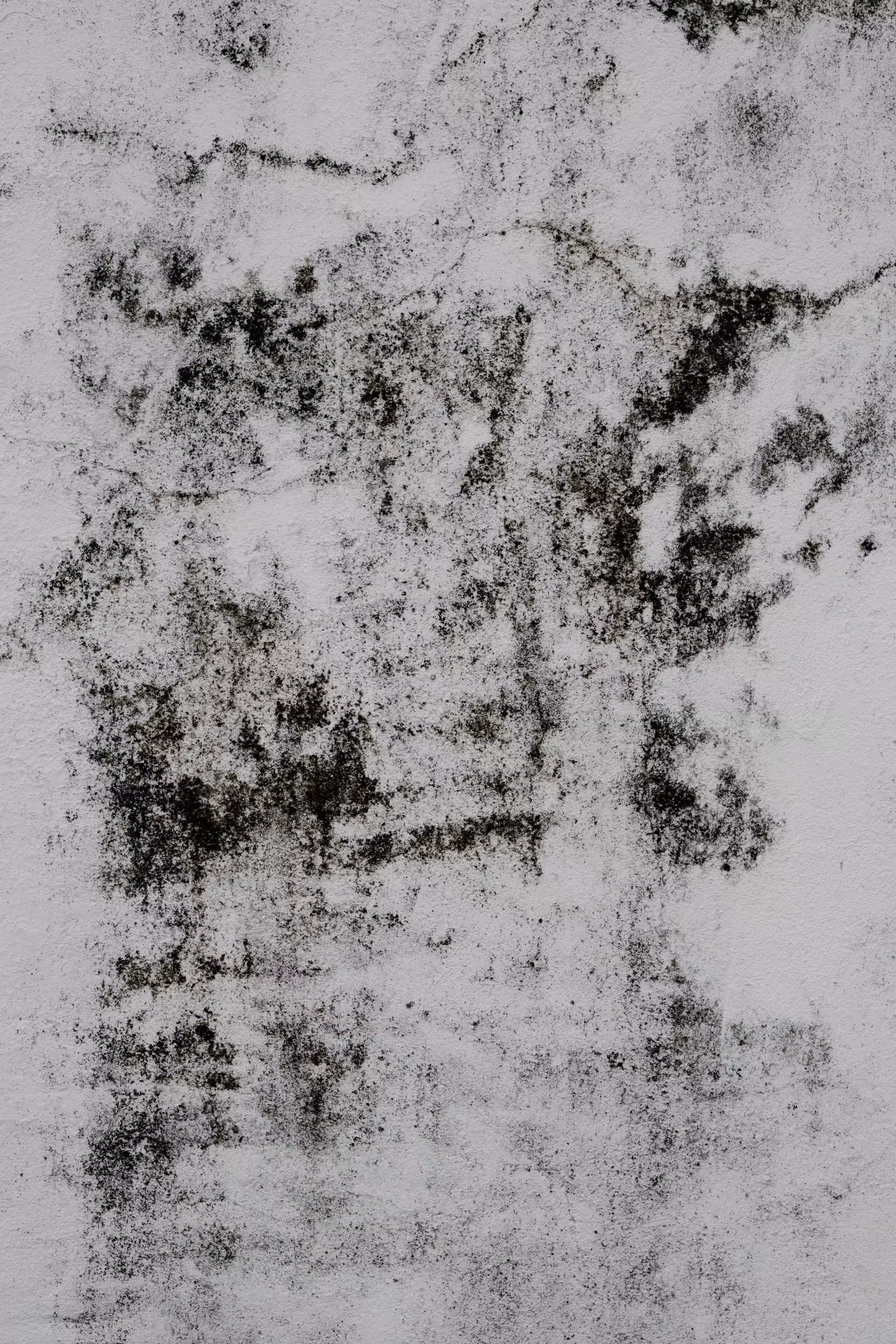 mold inspection